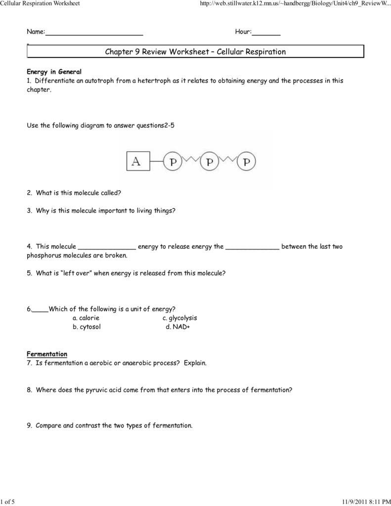 2 Cellular Respiration Worksheet