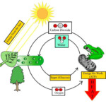 3 Living Things Use Energy Life Science Science Middle School Science