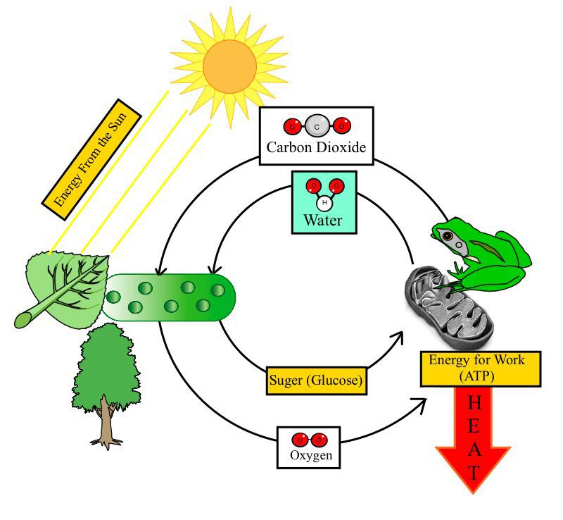 3 Living Things Use Energy Life Science Science Middle School Science