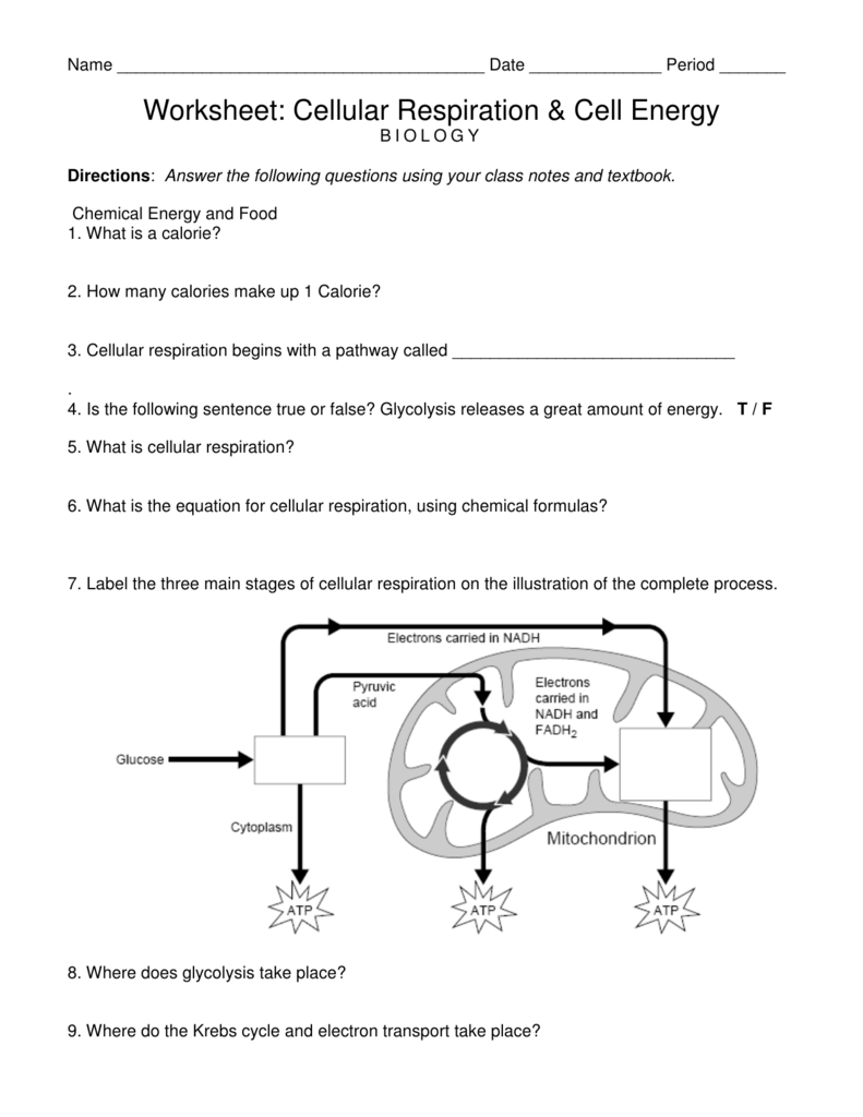 31 Cellular Respiration Activity Worksheet Worksheet Resource Plans