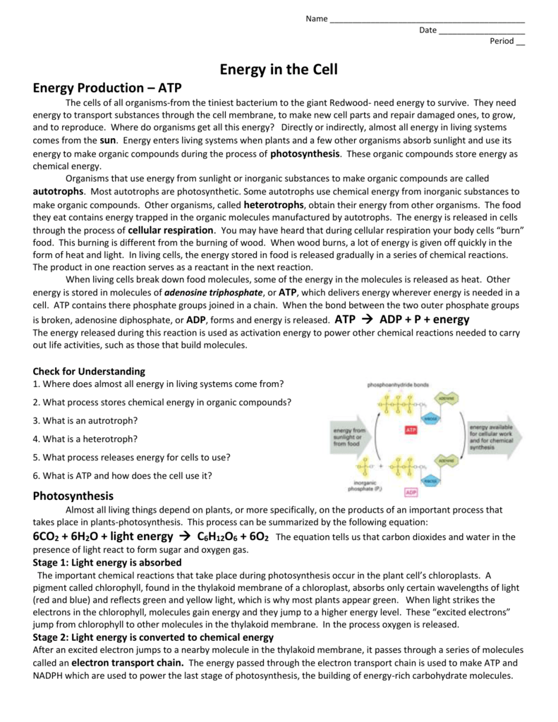 38 Cell Energy Worksheet Answers Worksheet Source 2021