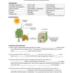 6B Photosynthesis Summary Worksheet