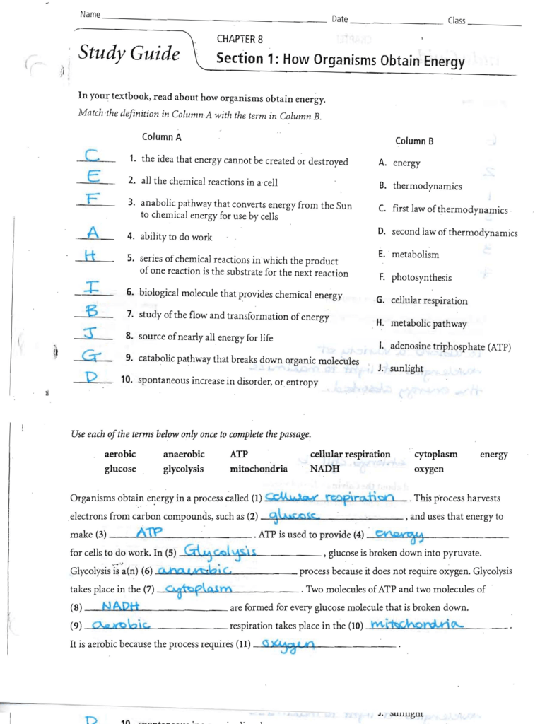 Answers To The Energy And Photosynthesis Study Guide