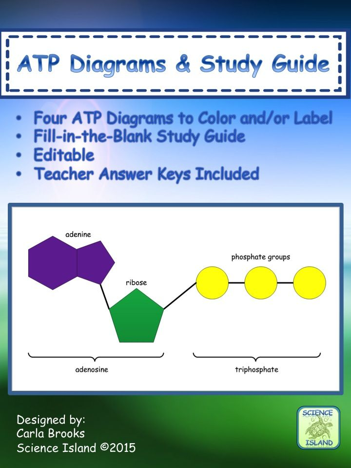 ATP Diagrams Study Guide Chemical Energy For Cellular Work