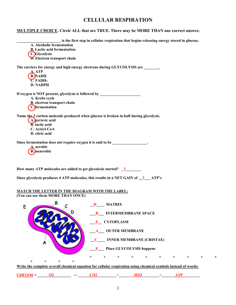 Atp Worksheet Answer Key Nidecmege