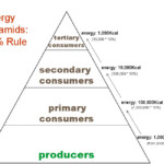 Best Templates Blank Energy Pyramid