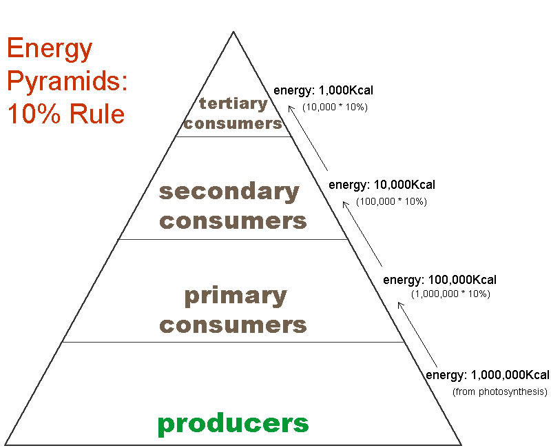 Best Templates Blank Energy Pyramid