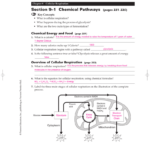 Biology Chapter 9 Fermentation Worksheet Answers TUTORE ORG Master