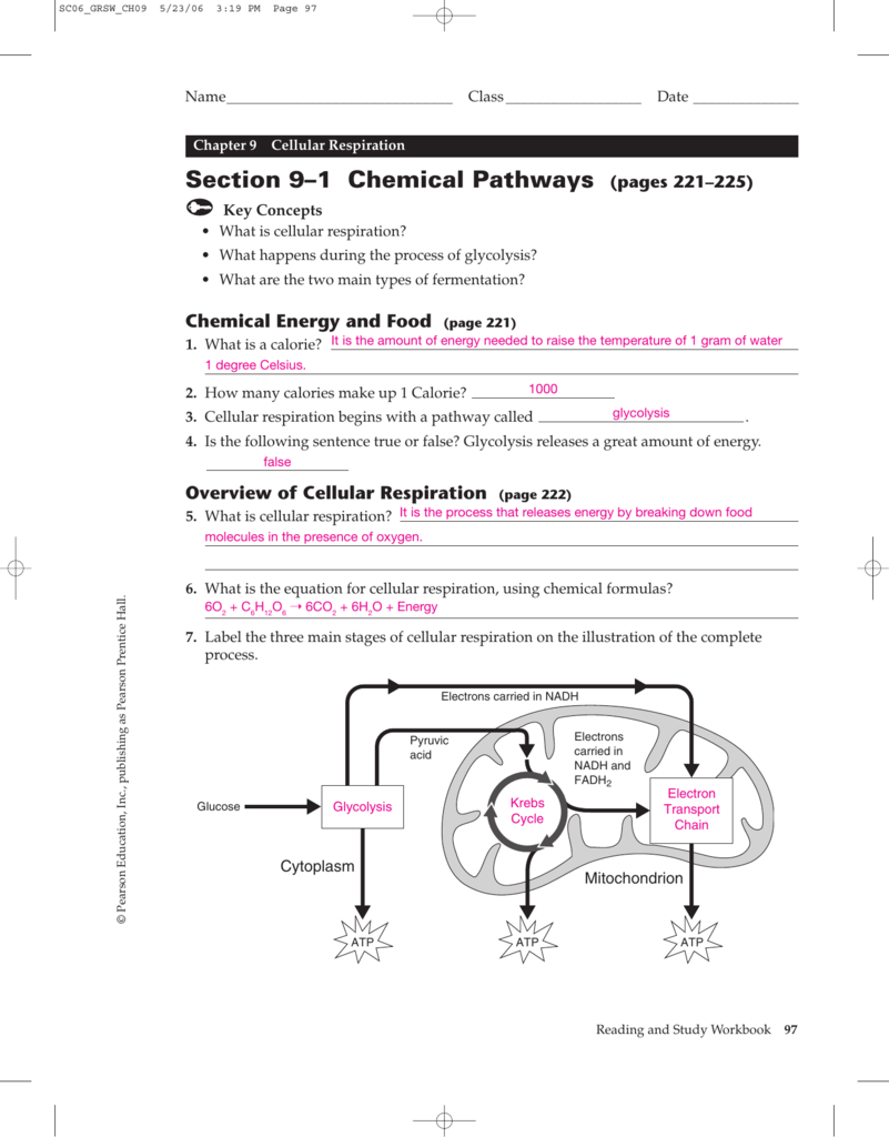 Biology Chapter 9 Fermentation Worksheet Answers TUTORE ORG Master 