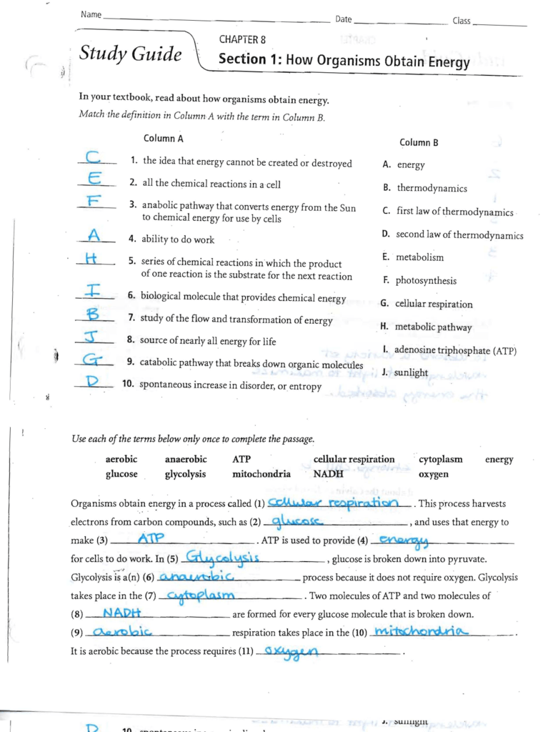 Biology Chemical And Atp Study Guide Fastpowerspice