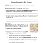 Cell Division Gizmo Answer Key Cell Division Gizmo Explorelearning