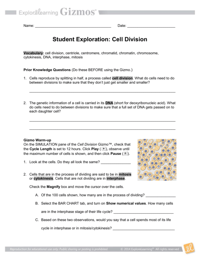 Cell Division Gizmo Answer Key Cell Division Gizmo Explorelearning 