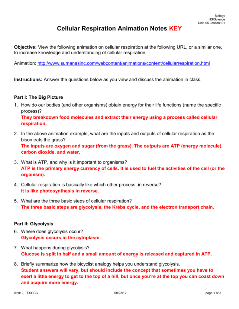 Cellular Respiration Animation Notes KEY