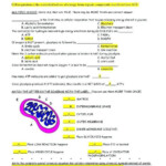 Cellular Respiration Breaking Down Energy Worksheet