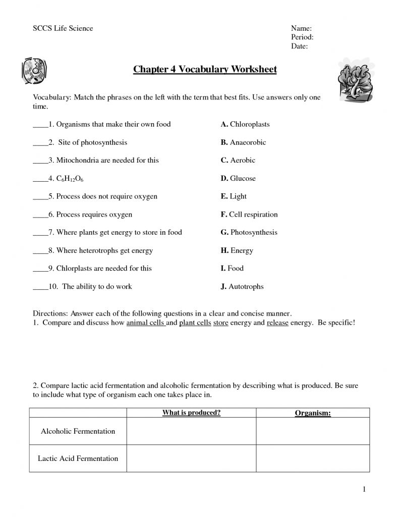 Cellular Respiration Breaking Down Energy Worksheet Db excel