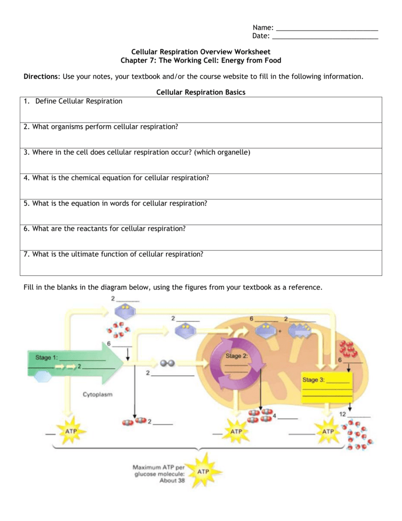 Cellular Respiration Overview Worksheet Chapter 7