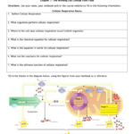 Cellular Respiration Overview Worksheet Chapter 7