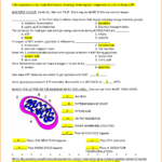 Cellular Respiration Overview Worksheet Worksheet