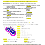 CELLULAR RESPIRATION Review Worksheet Answers Cellular Respiration