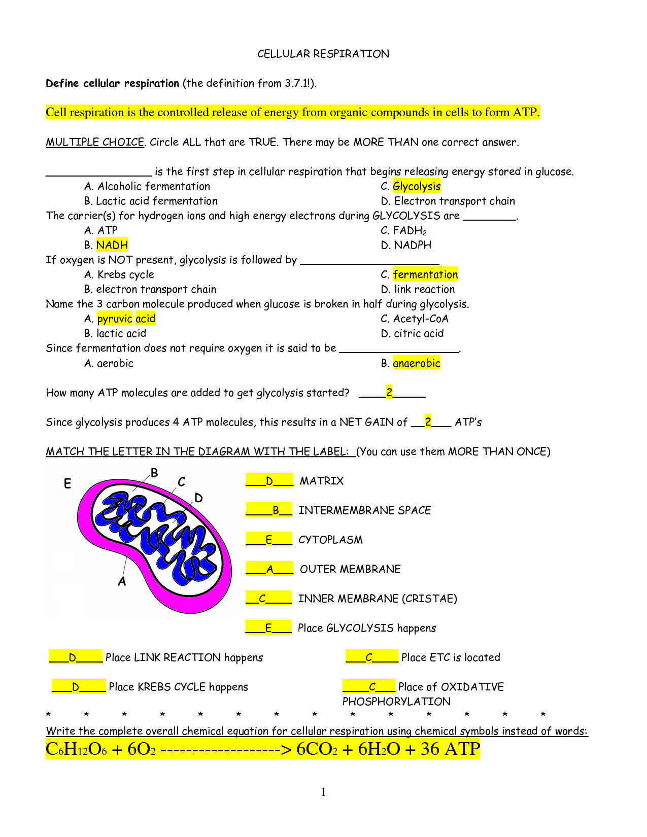 CELLULAR RESPIRATION Review Worksheet Answers Cellular Respiration 