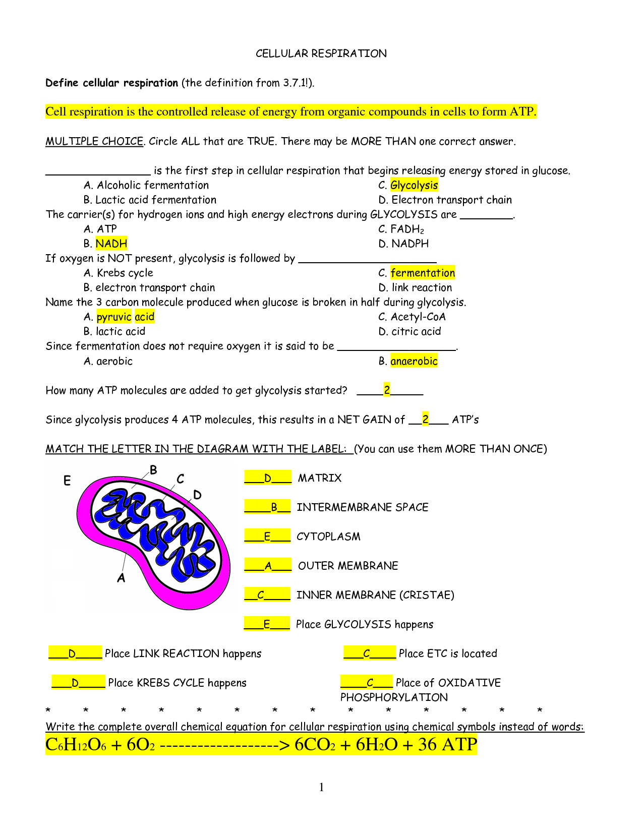 CELLULAR RESPIRATION Review Worksheet Answers Cellular Respiration