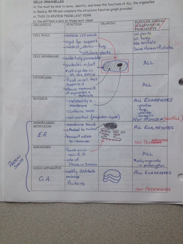 Chapter 4 Cells And Energy Vocabulary Practice Worksheet Answer Key