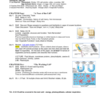 Chapter 5 The Working Cell Worksheet Answers Ivuyteq