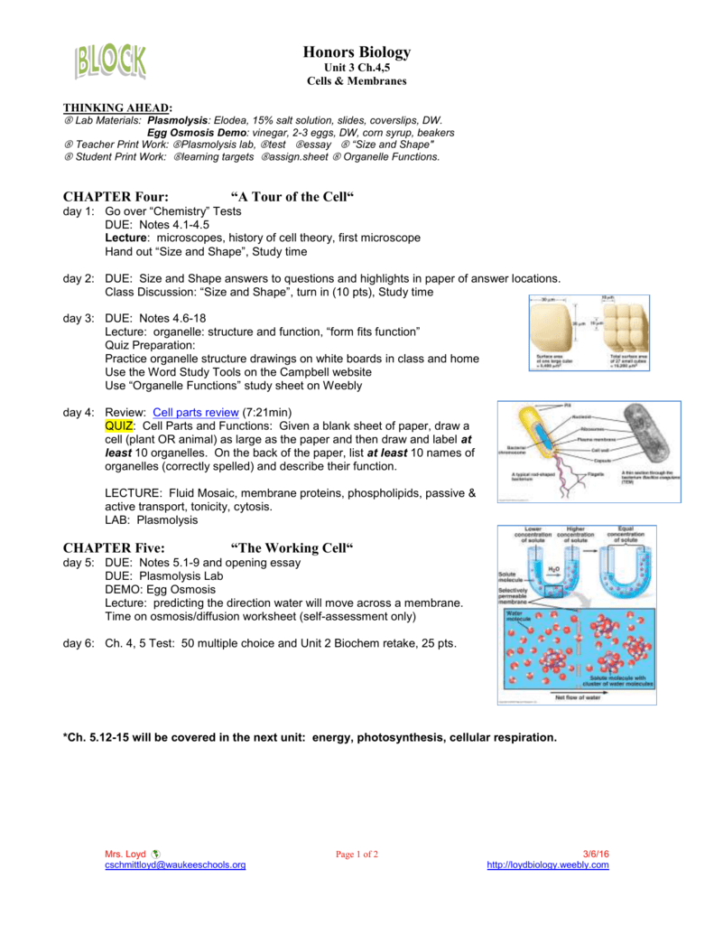 Chapter 5 The Working Cell Worksheet Answers Ivuyteq