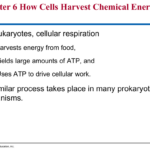 Chapter 6 How Cells Harvest Chemical Energy In Eukaryotes Cellular