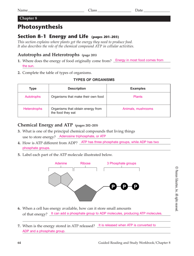 Chapter 8 Photosynthesis Te Db excel