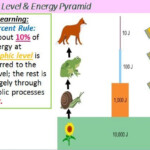 Ecology 10 Rule Energy Pyramid How To Memorize Things Life