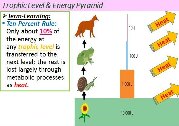  Ecology 10 Rule Energy Pyramid How To Memorize Things Life 