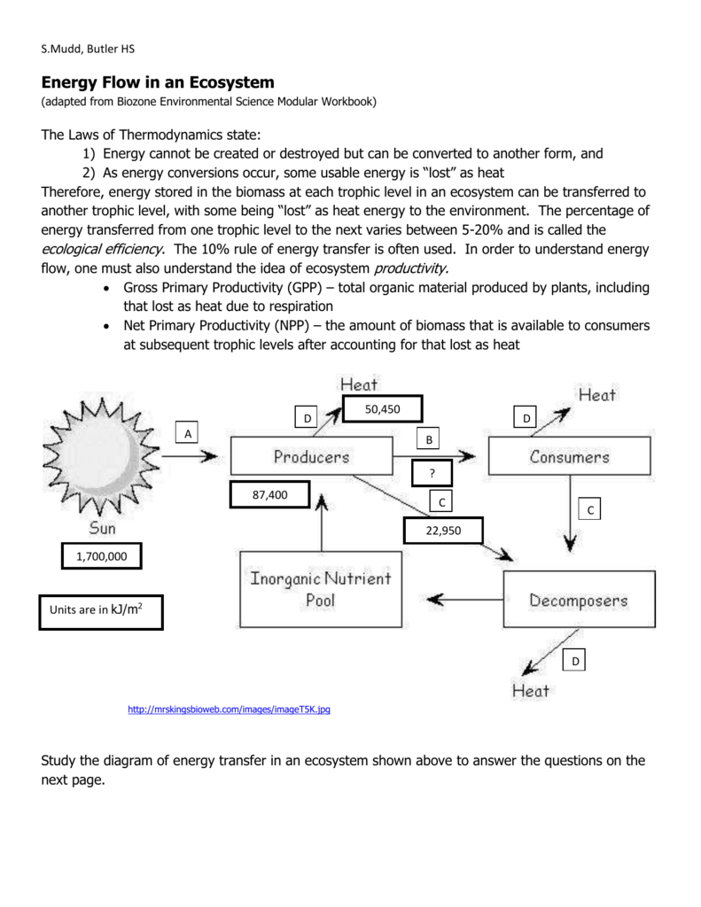 Energy Flow In An Ecosystem