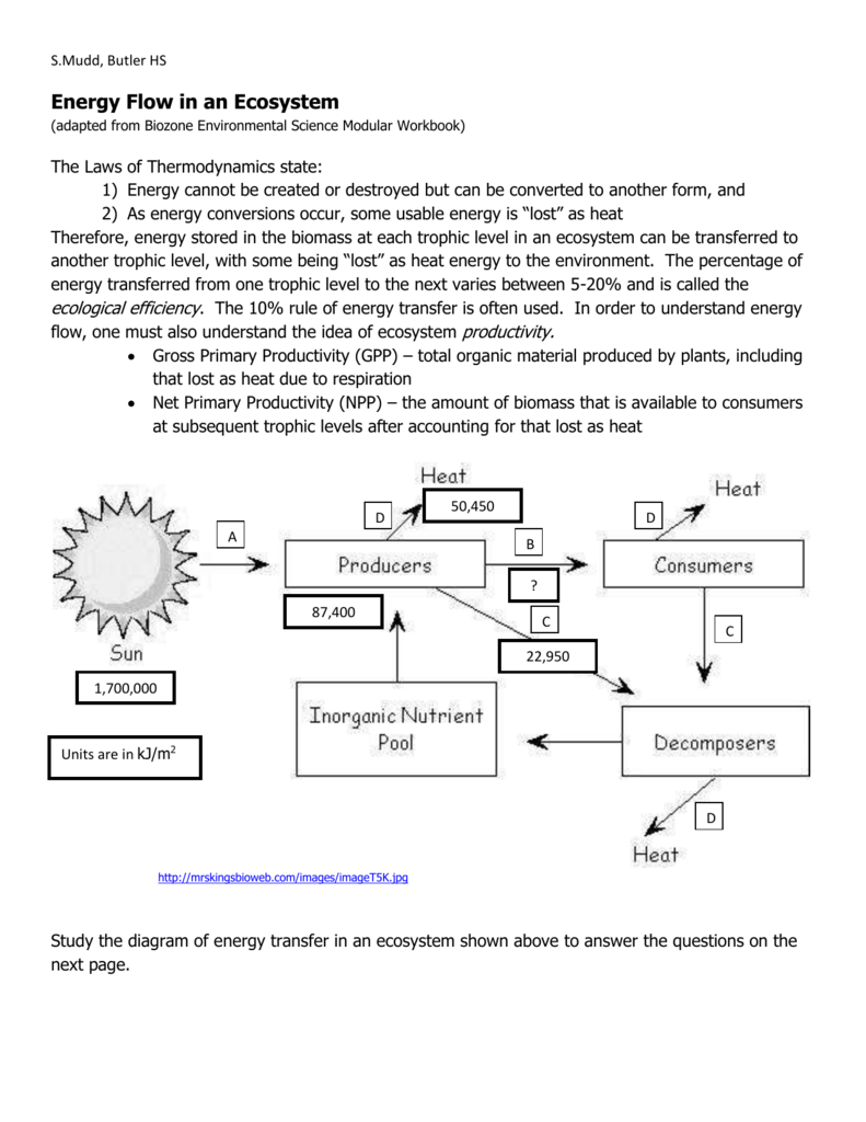Energy Flow In Ecosystems Worksheet Answers Energy Flow In Ecosystems