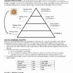 Energy Flow In Ecosystems Worksheet Awesome 8 5b Protons And Electrons