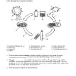 Energy Flow In Living Things Worksheet Db excel