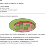 Energy In A Cell Worksheet Answers