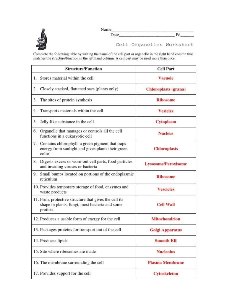 Energy In A Cell Worksheet Answers Db excel