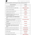 Energy In A Cell Worksheet Answers Db excel