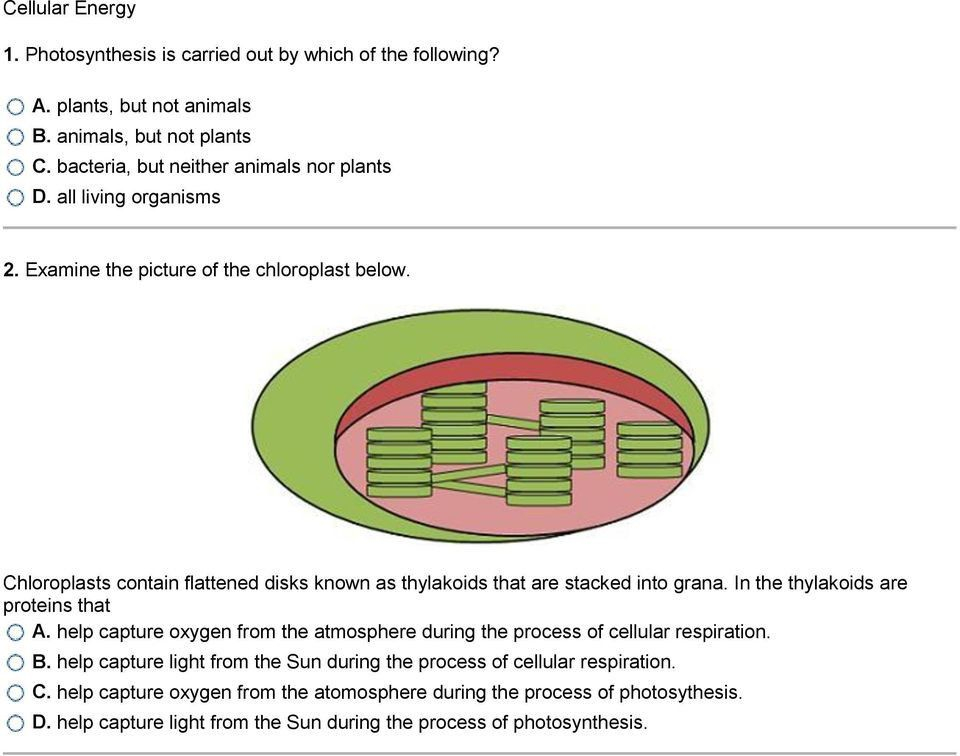 Energy In A Cell Worksheet Answers