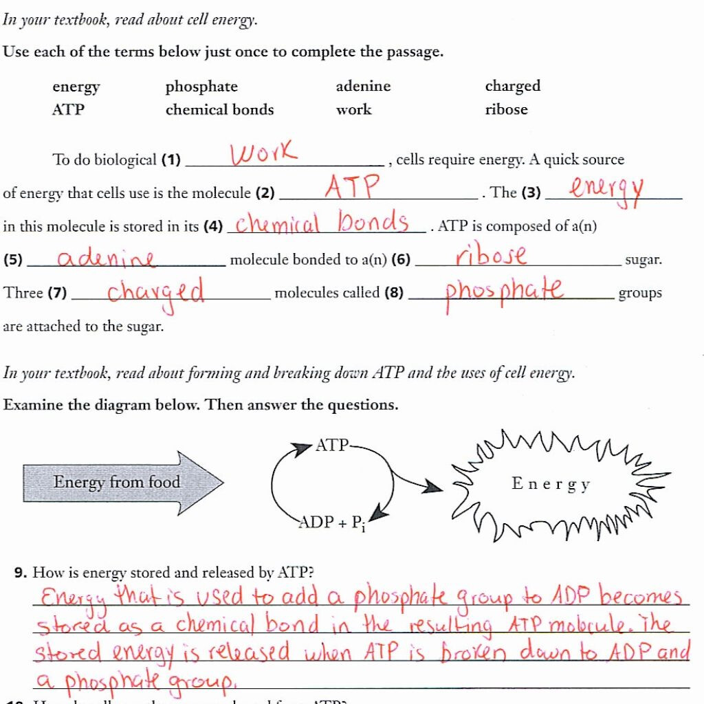 Energy In A Cell Worksheets Answers