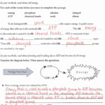 Energy In A Cell Worksheets Answers