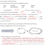 Energy In A Cell Worksheets Answers