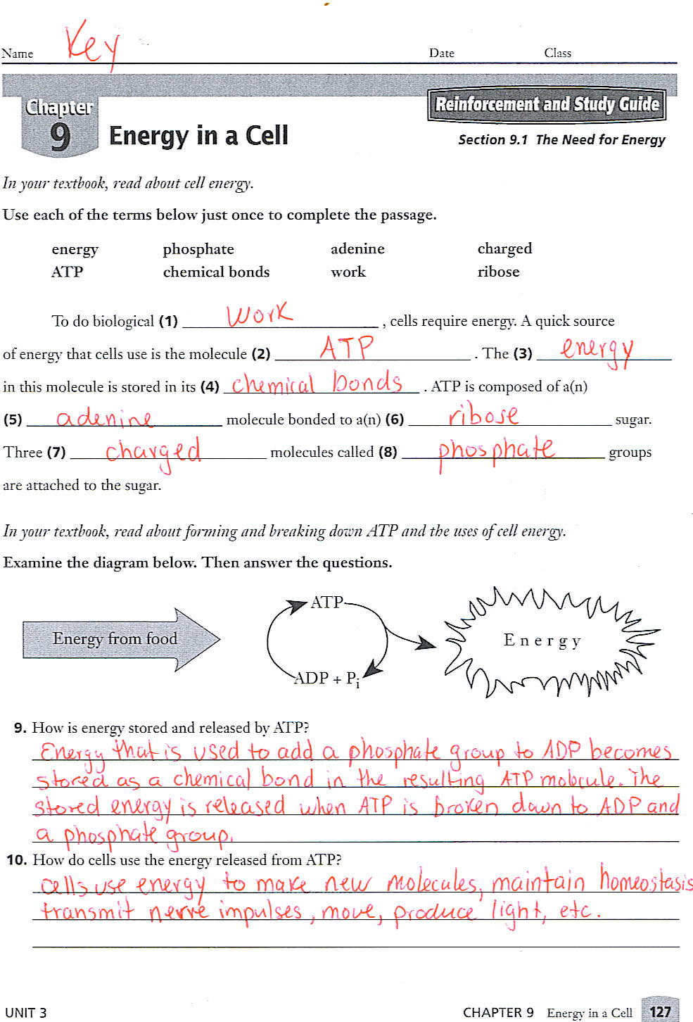 Energy In A Cell Worksheets Answers