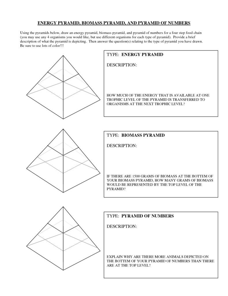 Energy Pyramid Practice Worksheet Cdn Answers Kidsworksheetfun