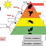 Energy Pyramid Worksheet