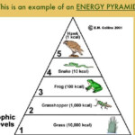Energy Pyramid Worksheet Answers Printable Worksheets Are A Valuable