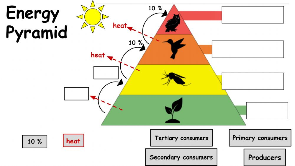 Energy Pyramid Worksheet