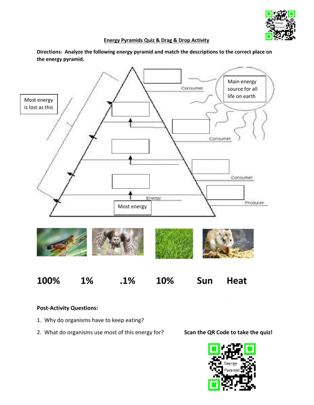 Energy Pyramids Energy Transfer Drag And Drop Activity Quiz Worksheet