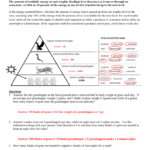 Energy Through An Ecosystem Worksheet Answer Key